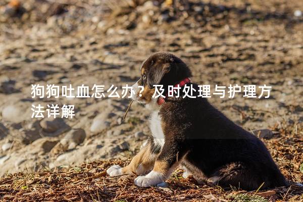 狗狗吐血怎么办？及时处理与护理方法详解