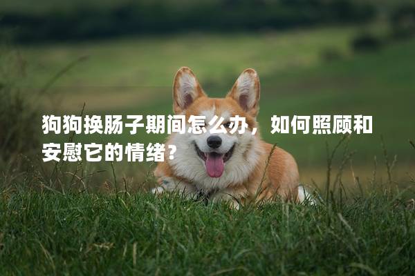 狗狗换肠子期间怎么办，如何照顾和安慰它的情绪？