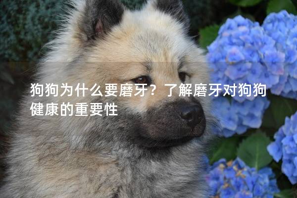 狗狗为什么要磨牙？了解磨牙对狗狗健康的重要性