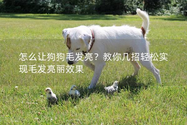 怎么让狗狗毛发亮？教你几招轻松实现毛发亮丽效果