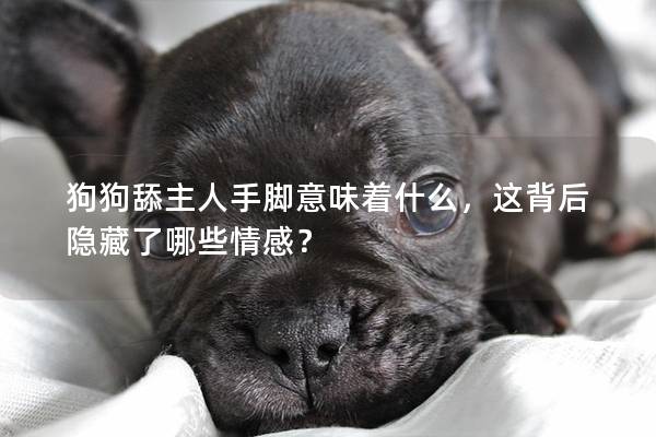 狗狗舔主人手脚意味着什么，这背后隐藏了哪些情感？