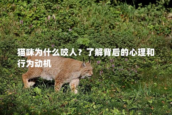 猫咪为什么咬人？了解背后的心理和行为动机