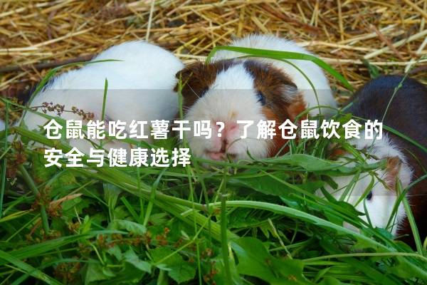仓鼠能吃红薯干吗？了解仓鼠饮食的安全与健康选择