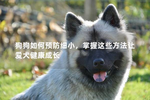 狗狗如何预防细小，掌握这些方法让爱犬健康成长