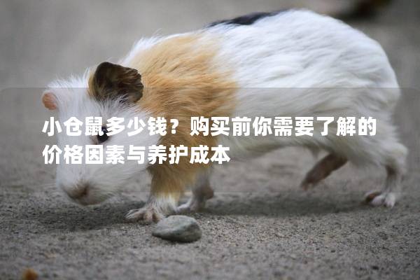 小仓鼠多少钱？购买前你需要了解的价格因素与养护成本