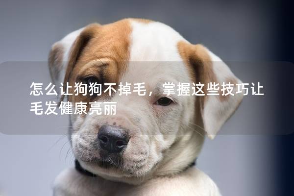 怎么让狗狗不掉毛,掌握这些技巧让毛发健康亮丽 怎么让狗狗不掉毛,掌握这些技巧让毛发健康亮丽