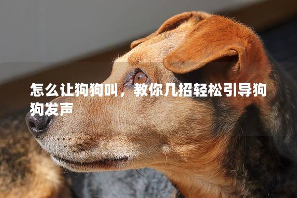 怎么让狗狗叫，教你几招轻松引导狗狗发声
