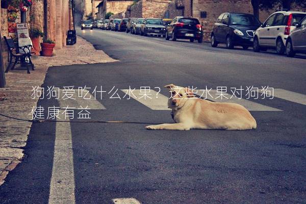 狗狗爱吃什么水果？这些水果对狗狗健康有益
