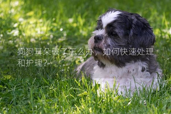 狗狗耳朵破了怎么办，如何快速处理和护理？