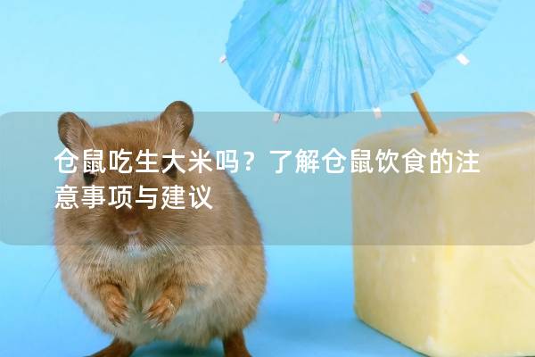 仓鼠吃生大米吗？了解仓鼠饮食的注意事项与建议