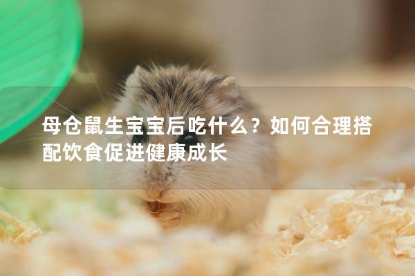 母仓鼠生宝宝后吃什么？如何合理搭配饮食促进健康成长