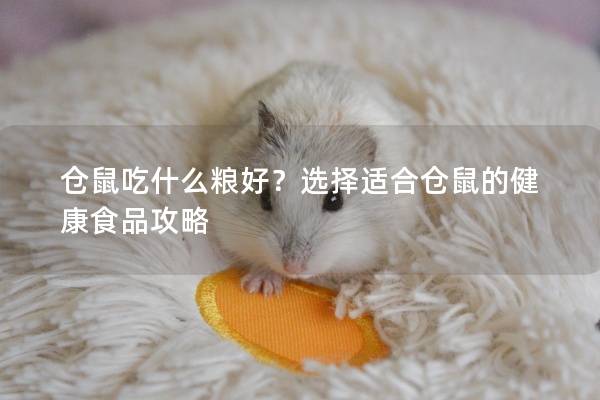 仓鼠吃什么粮好？选择适合仓鼠的健康食品攻略