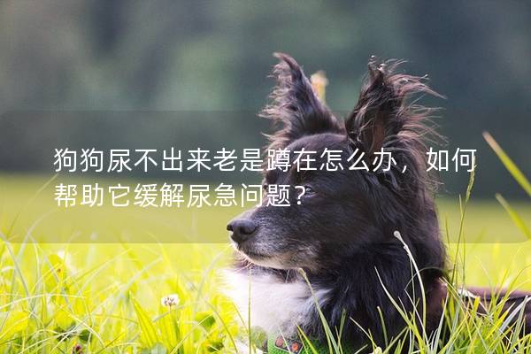 狗狗尿不出来老是蹲在怎么办，如何帮助它缓解尿急问题？