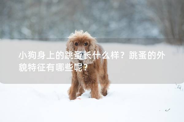 小狗身上的跳蚤长什么样？跳蚤的外貌特征有哪些呢？