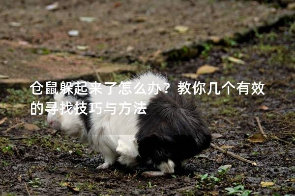 仓鼠躲起来了怎么办？教你几个有效的寻找技巧与方法