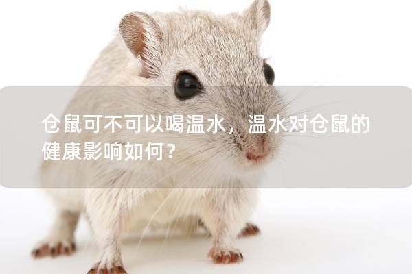 仓鼠可不可以喝温水，温水对仓鼠的健康影响如何？