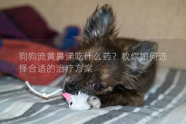 狗狗流黄鼻涕吃什么药？教你如何选择合适的治疗方案