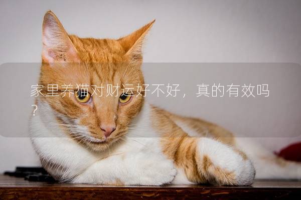 家里养猫对财运好不好，真的有效吗？
