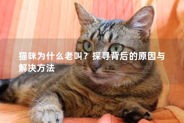 猫咪为什么老叫？探寻背后的原因与解决方法