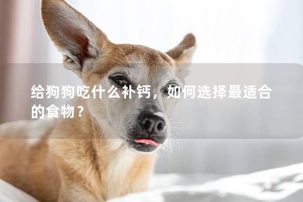 给狗狗吃什么补钙，如何选择最适合的食物？