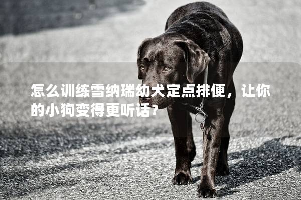 怎么训练雪纳瑞幼犬定点排便，让你的小狗变得更听话？