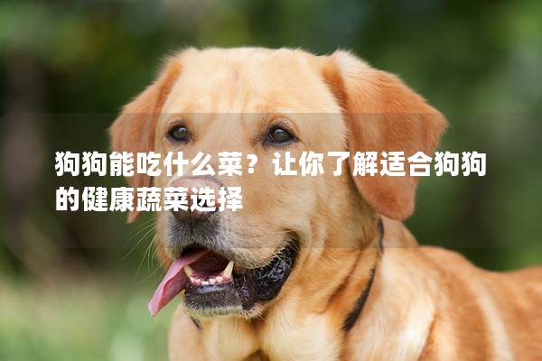 狗狗能吃什么菜?让你了解适合狗狗的健康蔬菜选择 狗狗能吃什么菜?让你了解适合狗狗的健康蔬菜选择