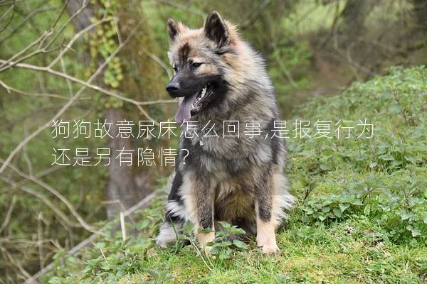 狗狗故意尿床怎么回事,是报复行为还是另有隐情？