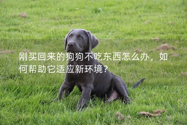 刚买回来的狗狗不吃东西怎么办，如何帮助它适应新环境？
