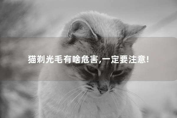 猫剃光毛有啥危害,一定要注意!