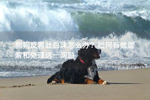 狗狗反胃吐白沫怎么办？如何有效缓解和处理这一问题