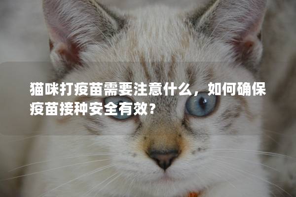 猫咪打疫苗需要注意什么，如何确保疫苗接种安全有效？