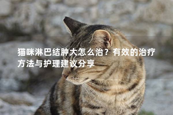 猫咪淋巴结肿大怎么治？有效的治疗方法与护理建议分享