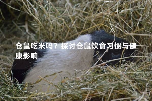 仓鼠吃米吗？探讨仓鼠饮食习惯与健康影响