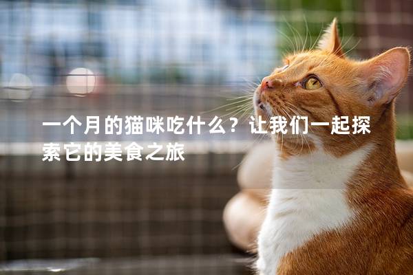 一个月的猫咪吃什么？让我们一起探索它的美食之旅