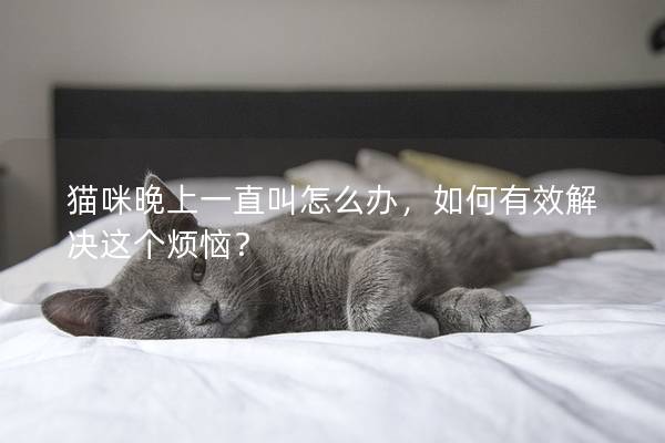 猫咪晚上一直叫怎么办，如何有效解决这个烦恼？