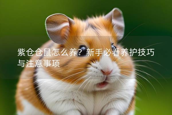 紫仓仓鼠怎么养？新手必看养护技巧与注意事项