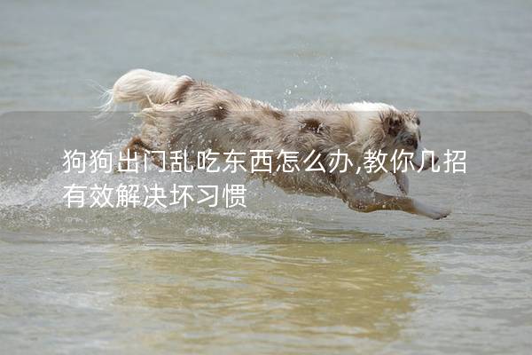 狗狗出门乱吃东西怎么办,教你几招有效解决坏习惯