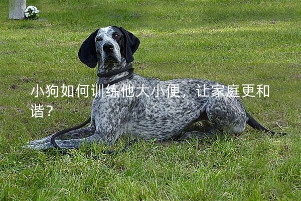 小狗如何训练他大小便，让家庭更和谐？