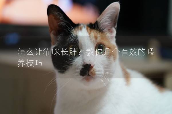 怎么让猫咪长胖？教你几个有效的喂养技巧