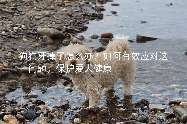 狗狗牙掉了怎么办？如何有效应对这一问题，保护爱犬健康