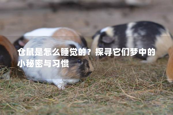 仓鼠是怎么睡觉的？探寻它们梦中的小秘密与习惯