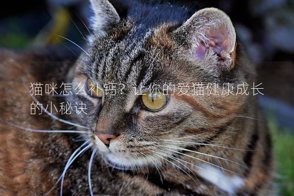 猫咪怎么补钙？让你的爱猫健康成长的小秘诀
