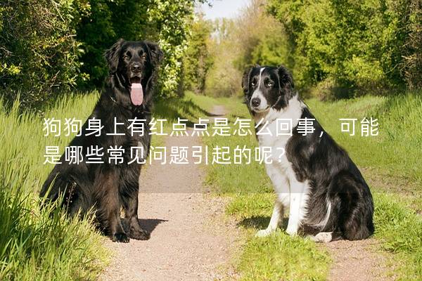 狗狗身上有红点点是怎么回事，可能是哪些常见问题引起的呢？