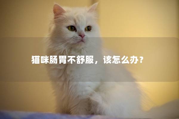 猫咪肠胃不舒服，该怎么办？