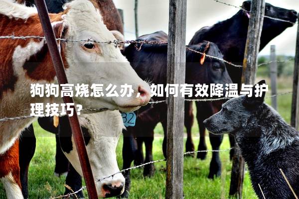 狗狗高烧怎么办，如何有效降温与护理技巧？