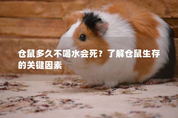 仓鼠多久不喝水会死？了解仓鼠生存的关键因素