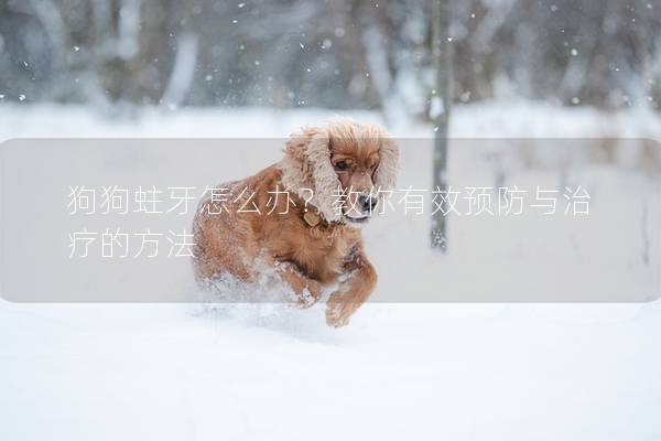 狗狗蛀牙怎么办？教你有效预防与治疗的方法