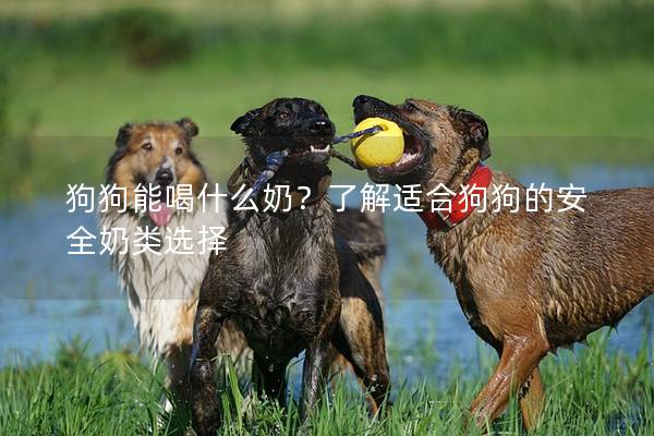 狗狗能喝什么奶？了解适合狗狗的安全奶类选择