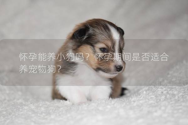 怀孕能养小狗吗?怀孕期间是否适合养宠物狗? 怀孕能养小狗吗?怀孕期间是否适合养宠物狗?