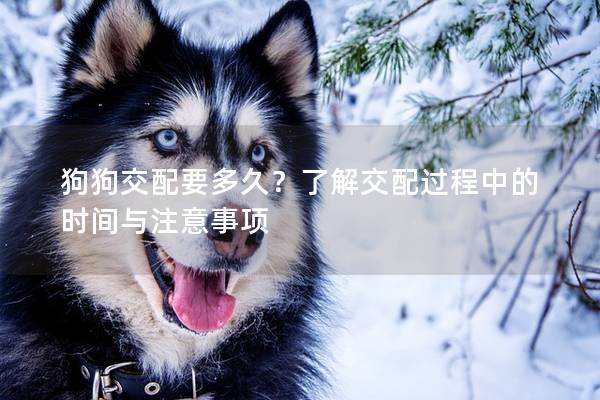 狗狗交配要多久？了解交配过程中的时间与注意事项